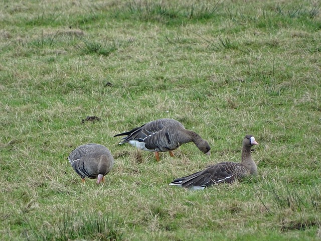 加入不仅会 加入不仅会