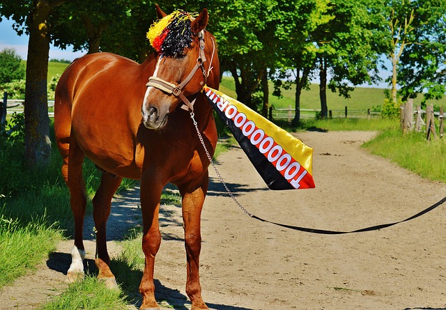 国家队失去 国家队失去